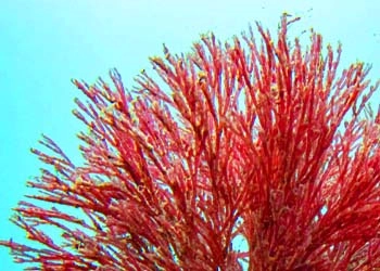 Haematococcus Astaxanthin in Mitolyn - antioxidant mitochondrial protection