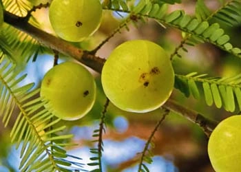 Amla Indian Gooseberry in Mitolyn - metabolic and mitochondrial support