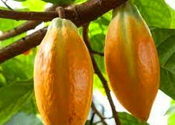 Theobroma Cacao in Mitolyn - cellular energy flavonoids theobromine