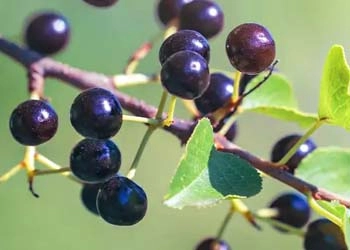 Maqui Berry ingredient in Mitolyn - mitochondrial activation anthocyanins