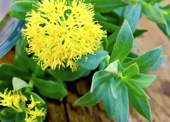 Rhodiola Rosea in Mitolyn - energy and fatigue reduction adaptogen
