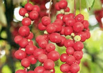 Schisandra Berry in Mitolyn - liver support and sustained energy adaptogen