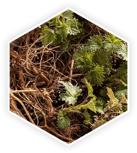 Stinging Nettle Root — clinically studied herb for BPH, urinary flow improvement and SHBG binding
