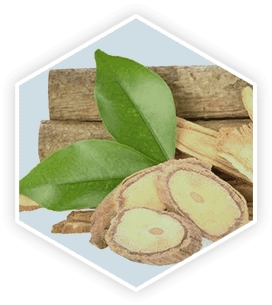 Tongkat Ali root — Southeast Asian adaptogen for testosterone support and prostate blood circulation