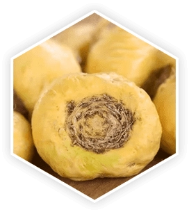 Maca root from Peru — Andean adaptogen for libido, sperm health, and prostate cell regulation